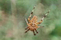 Araneus diadematus
