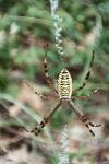 Argiope bruennichi