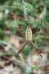 Argiope bruennichi