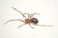 Steatoda triangulosa