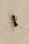 Myrmarachne formicaria