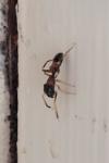 Myrmarachne formicaria