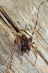 Nuctenea umbratica