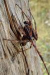 Nuctenea umbratica