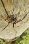 Nuctenea umbratica