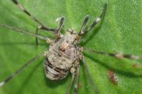 Dicranopalpus ramosus