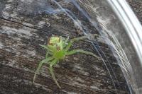 Ebrechtella tricuspidata