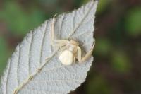 Misumena vatia