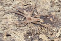 Pisaura mirabilis