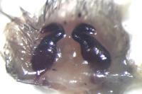 Eratigena saeva