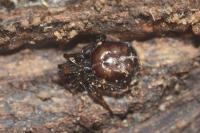 Steatoda bipunctata