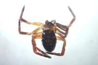 Euryopis flavomaculata