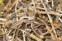 Thanatus formicinus