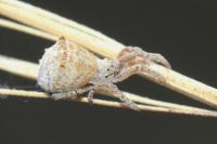 Hyptiotes flavidus