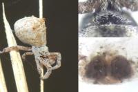 Hyptiotes flavidus