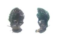Ozyptila claveata