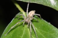 Cheiracanthium
