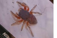 Ballus rufipes