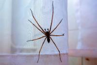 Eratigena