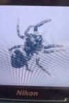 Salticus scenicus
