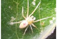 Nigma puella