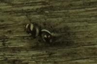 Salticus scenicus