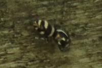 Salticus scenicus