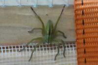 Micrommata ligurina