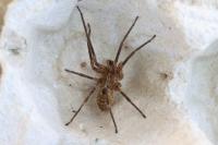 Eratigena
