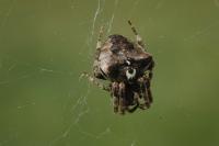 Araneus angulatus