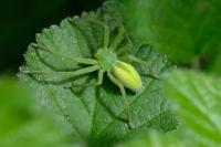 Micrommata virescens