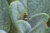 Heliophanus tribulosus