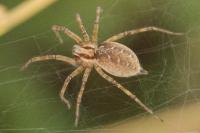 Agelena labyrinthica