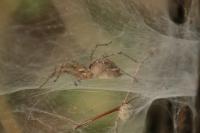Agelena labyrinthica