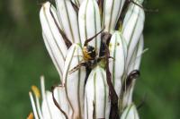 Synema globosum