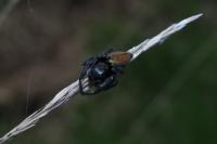 Carrhotus xanthogramma