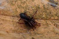 Trachyzelotes pedestris