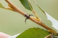 Synema globosum