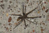 Eratigena atrica