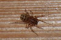 Scytodes thoracica