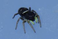 Heliophanus cupreus