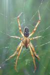 Neoscona adianta