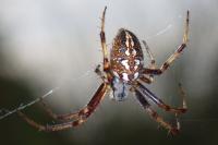 Neoscona adianta