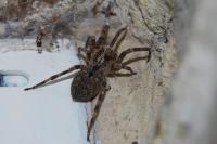 Zoropsis spinimana