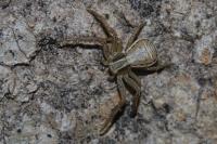 Xysticus ulmi