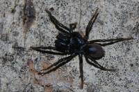 Atypus