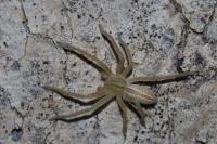 Micrommata virescens