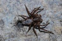 Oxyopes