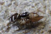 Salticus scenicus