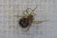 Steatoda triangulosa
